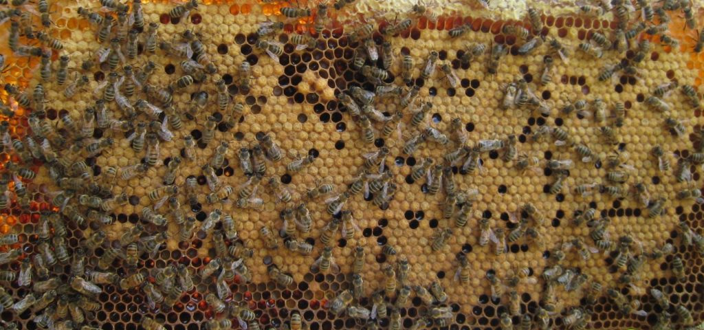 Bees on Hive Frame